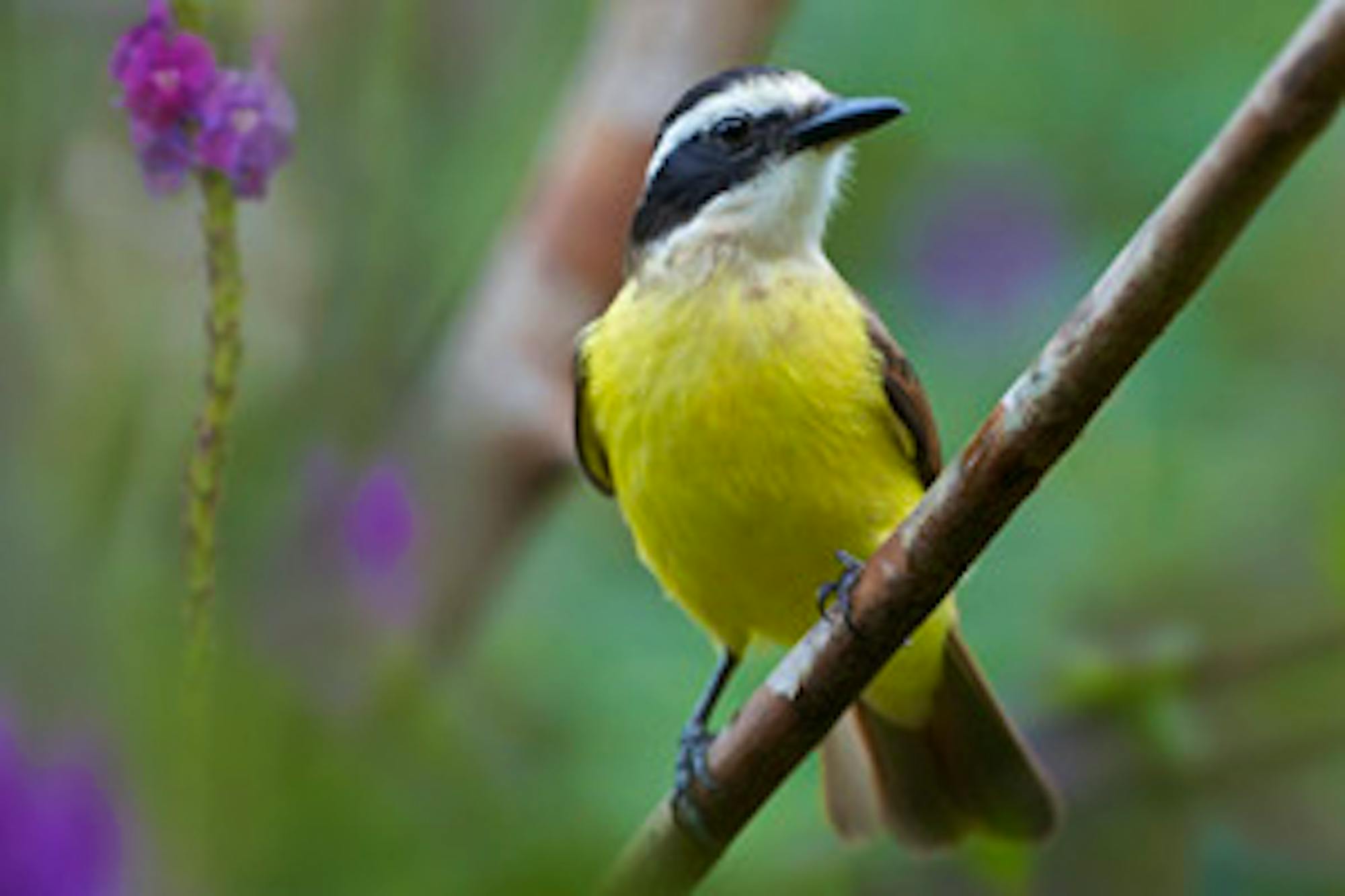 kiskadee