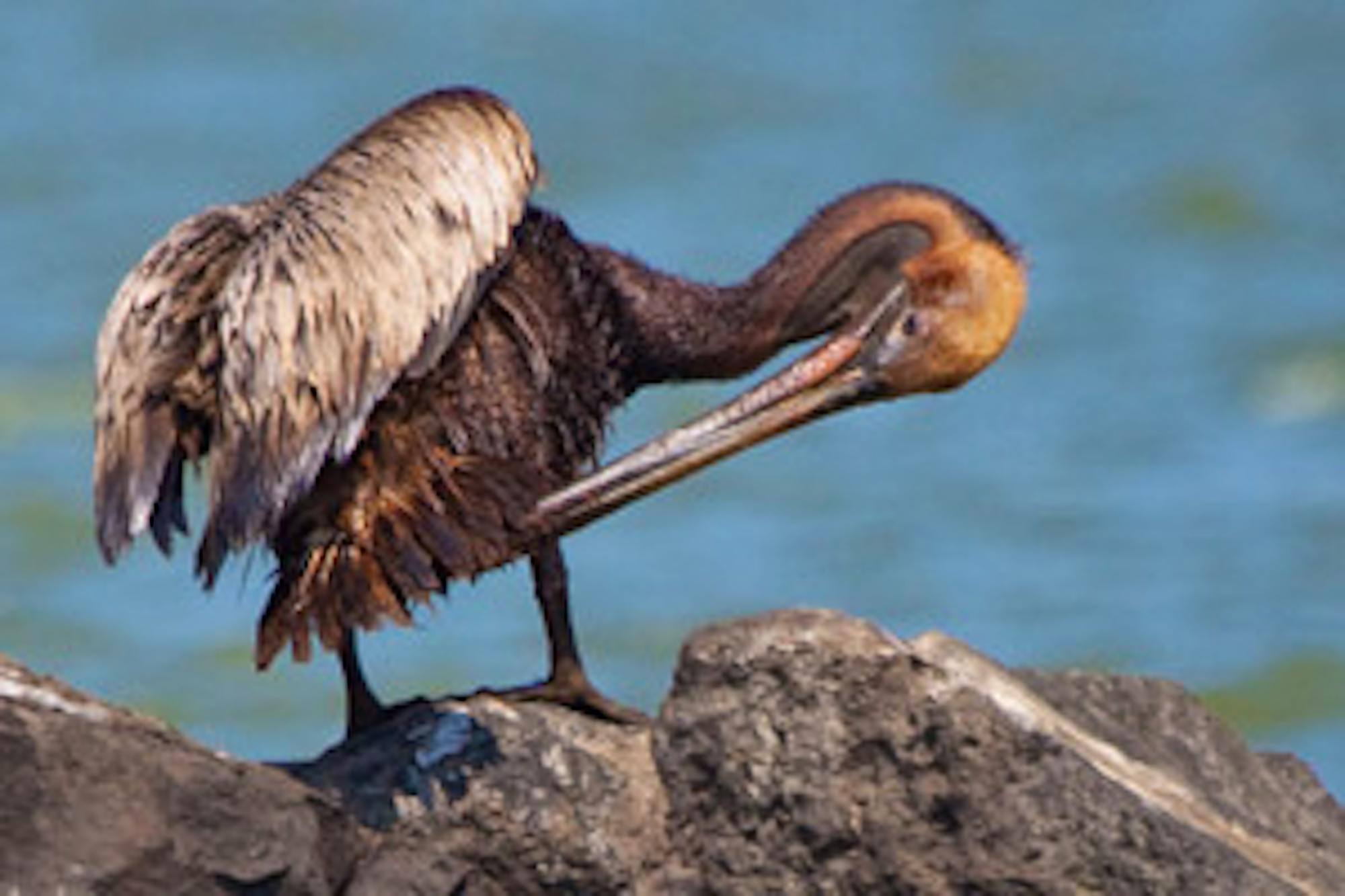 pelican