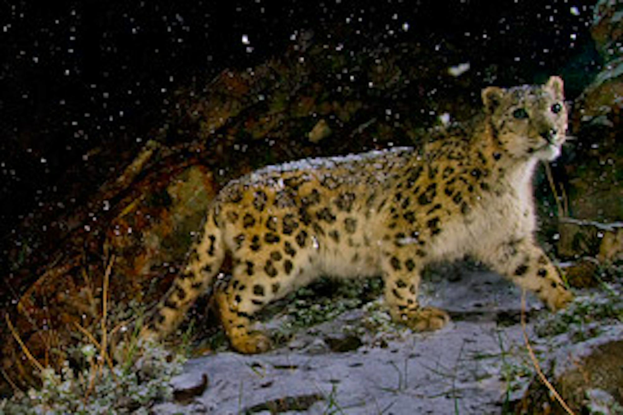 snow leopard