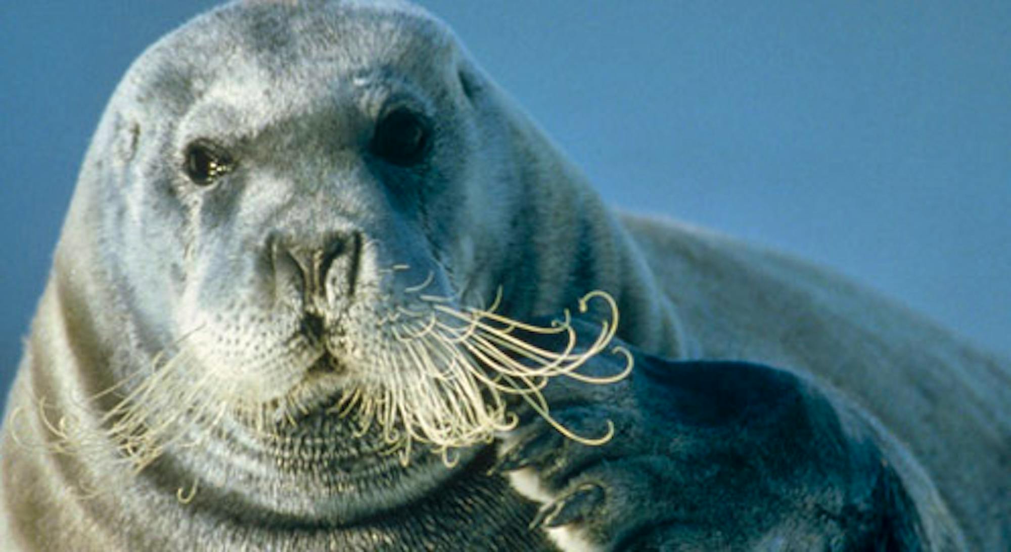 bearded seal