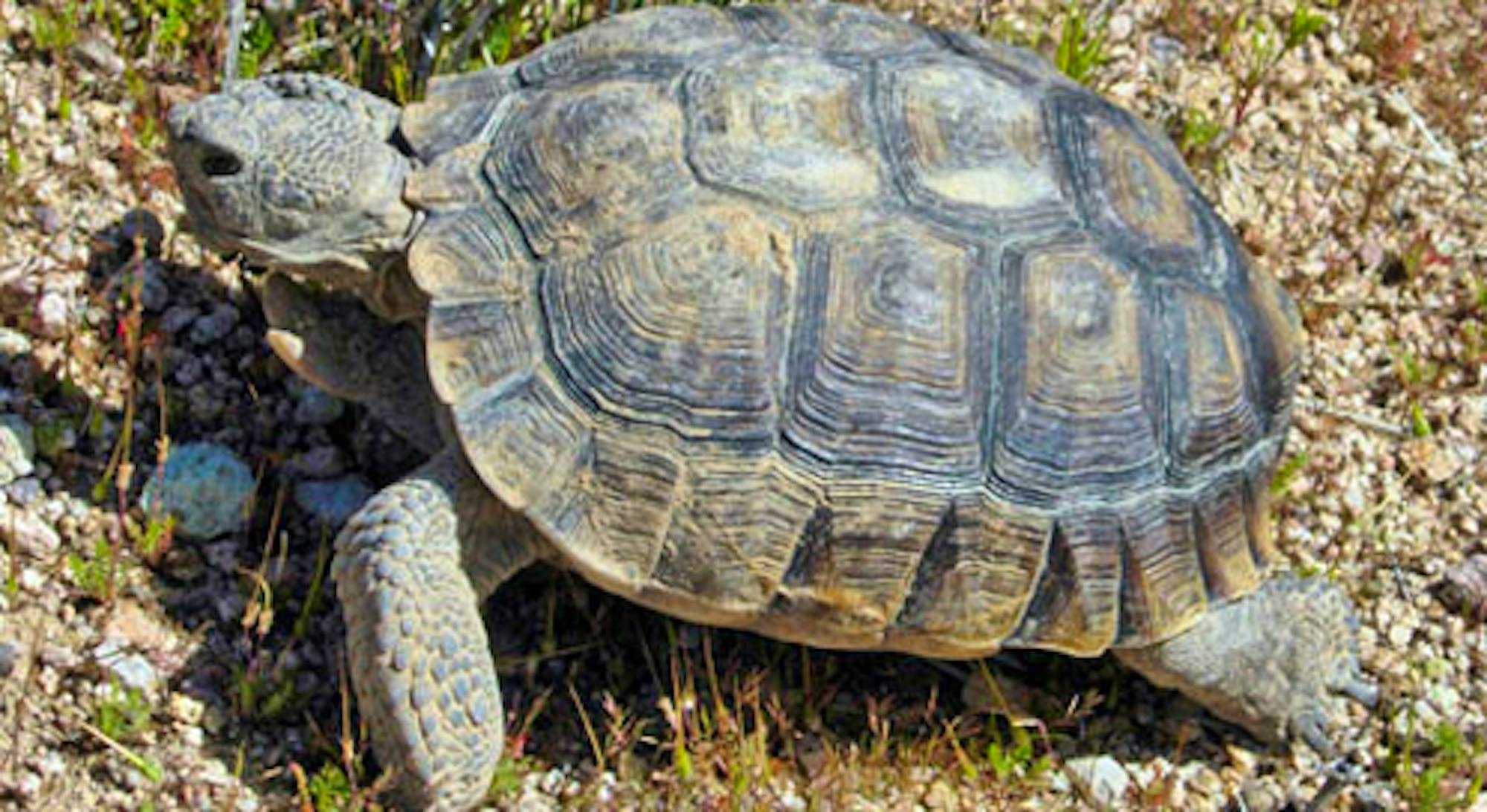 desert tortoise