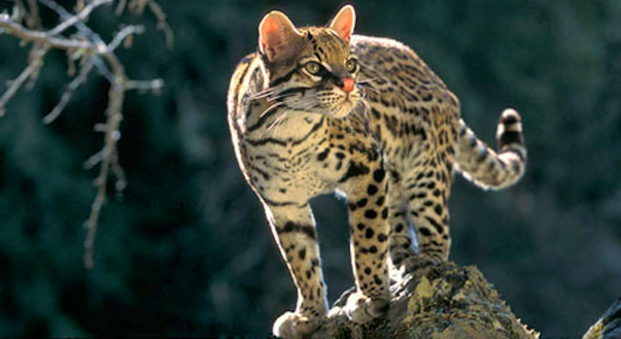 ocelot