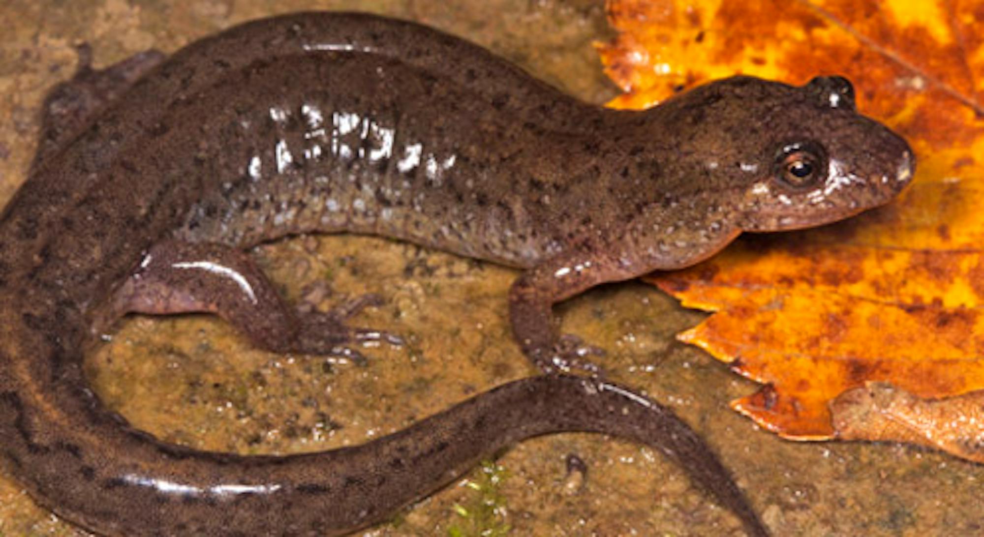 salamander