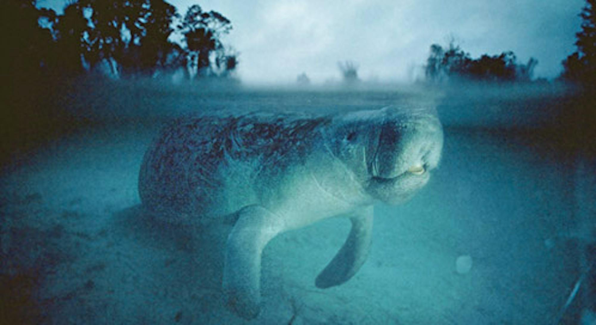 Florida Manatee