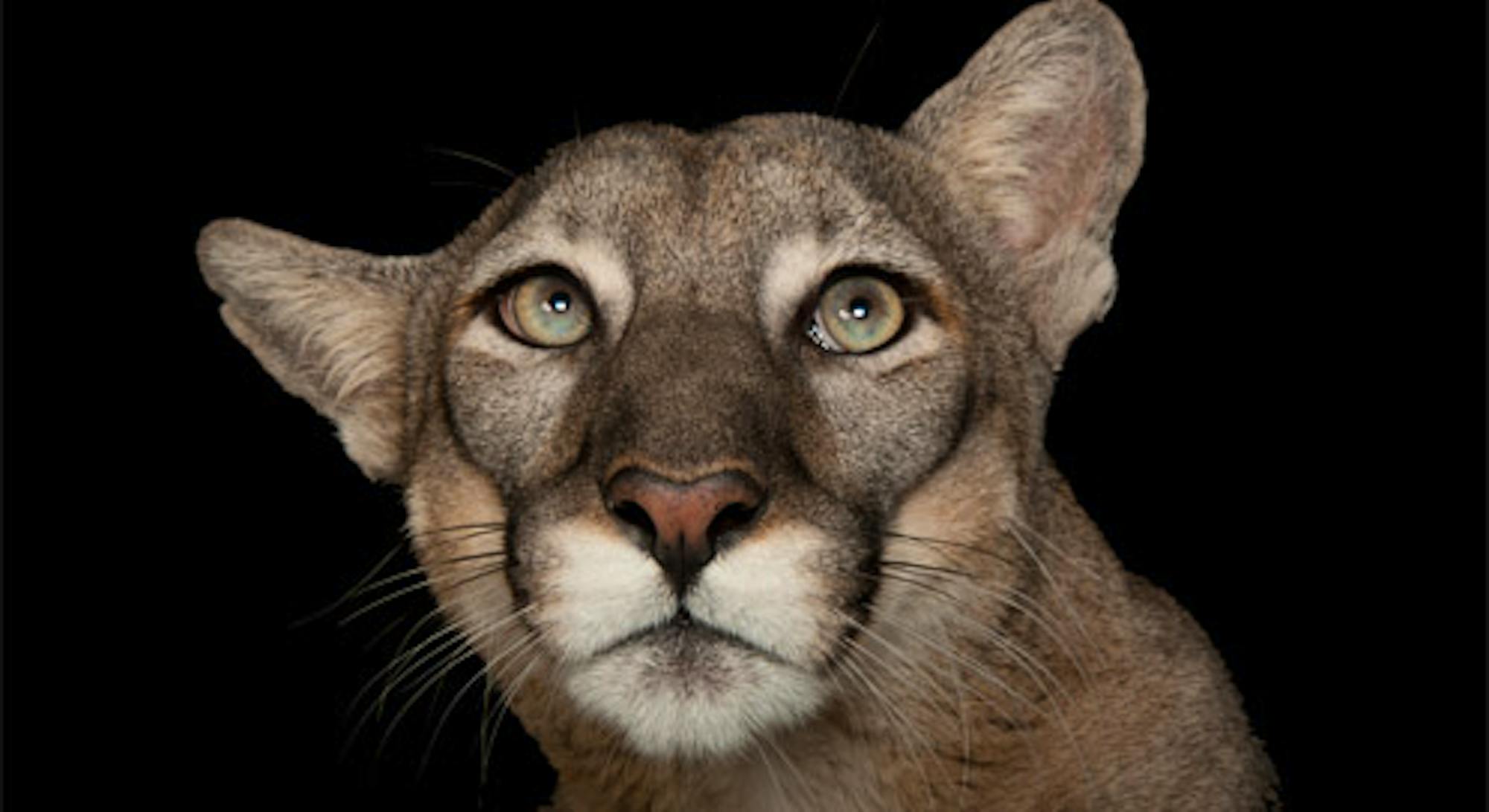 Florida Panther (captive)