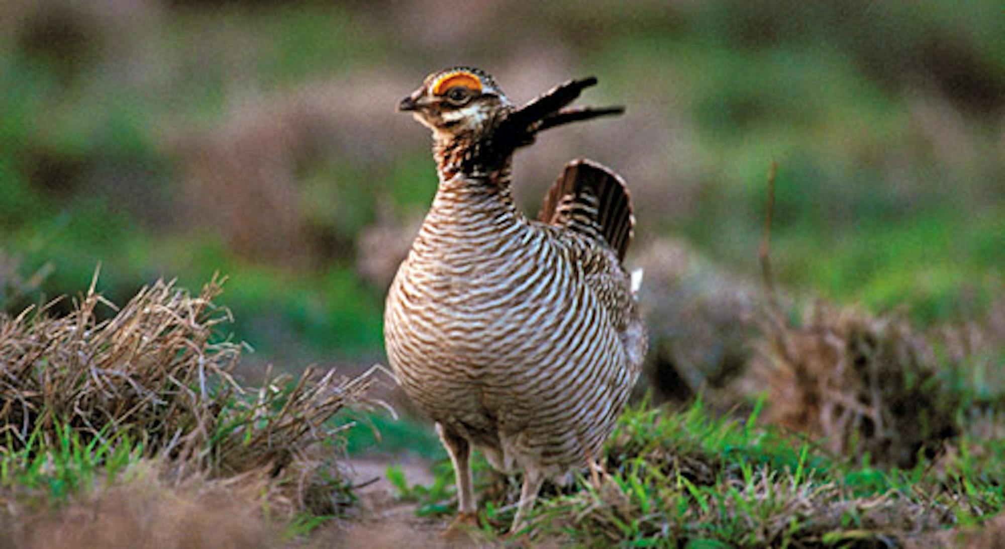 Lesser Prairie Chicken