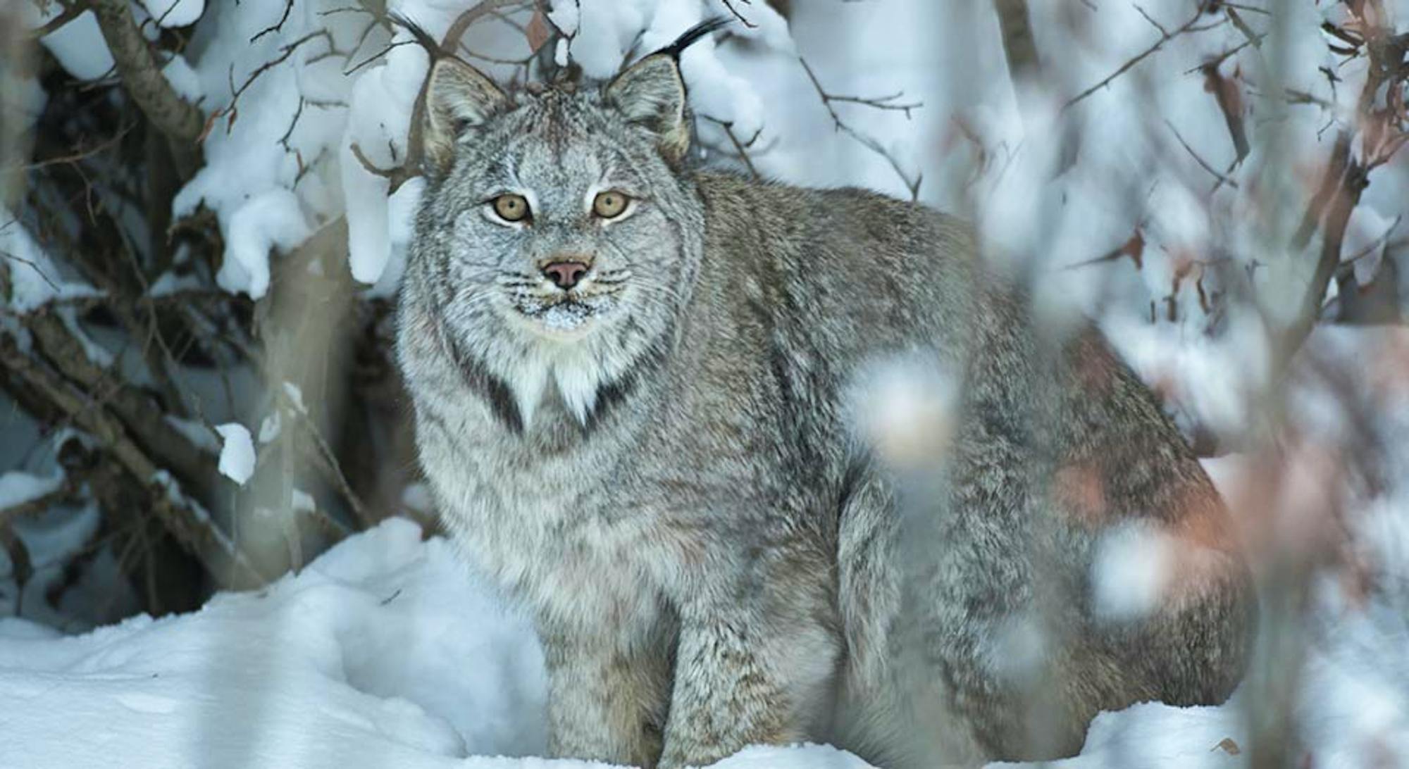 Canada Lynx