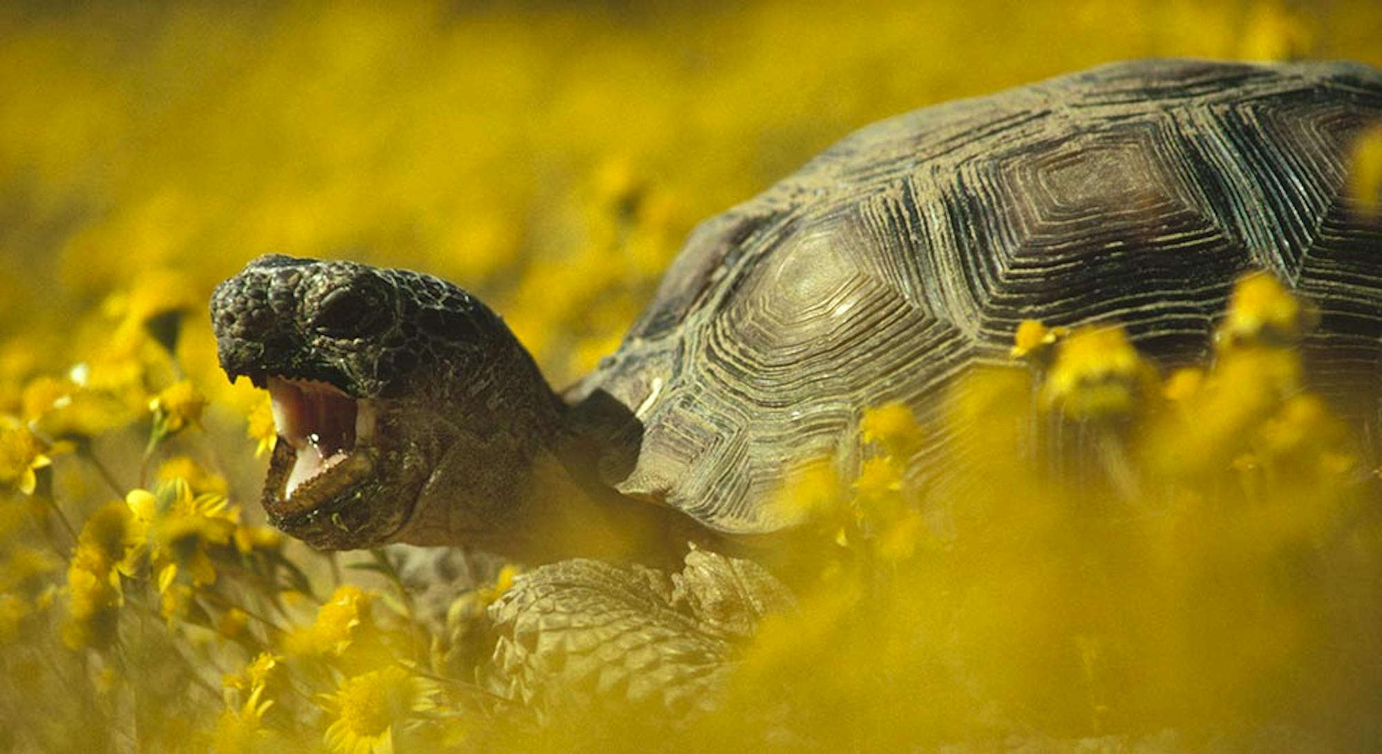 desert tortoise