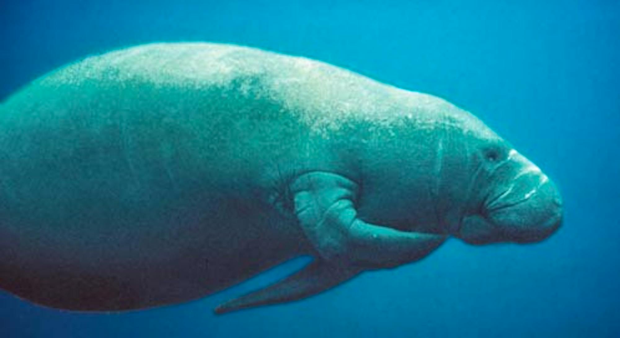 Manatee