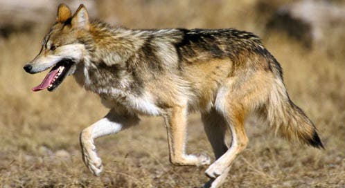 Mexican gray wolf