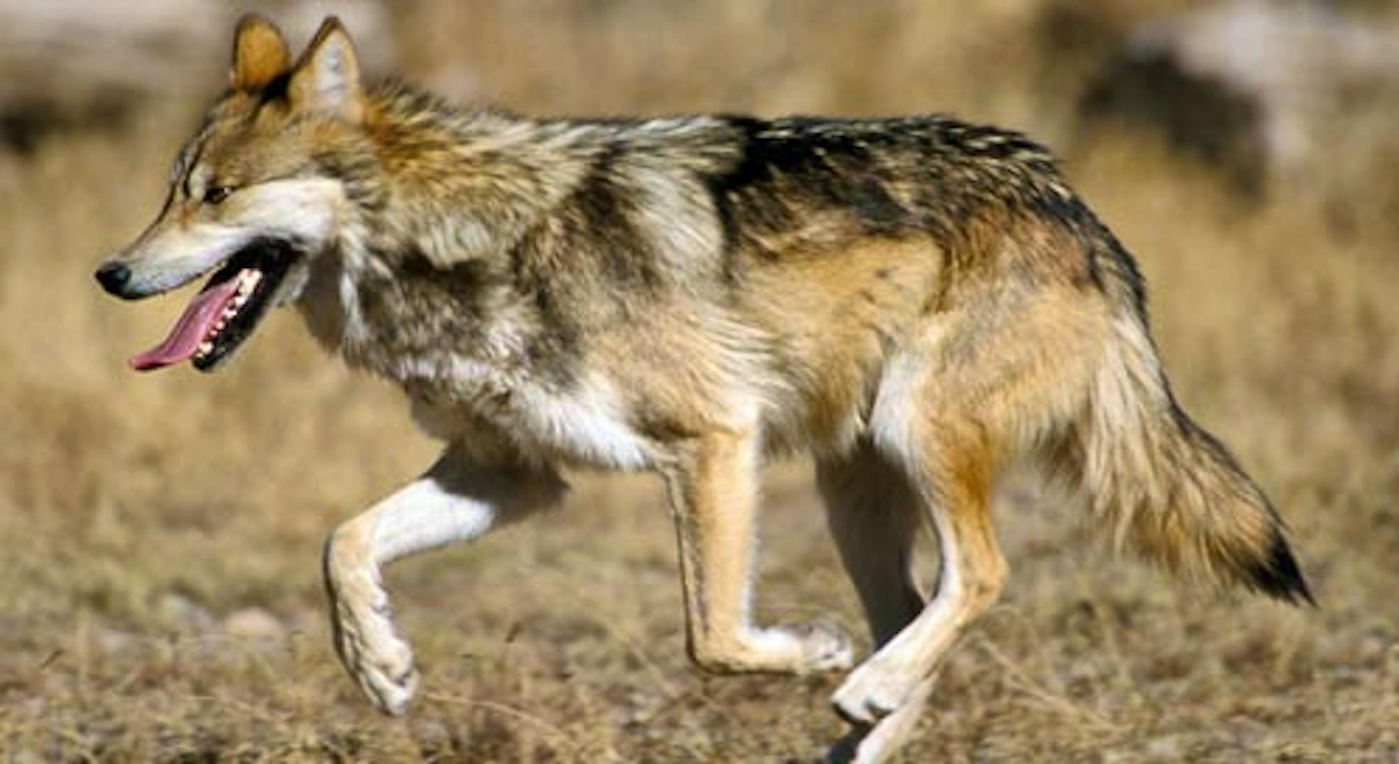 Mexican gray wolf