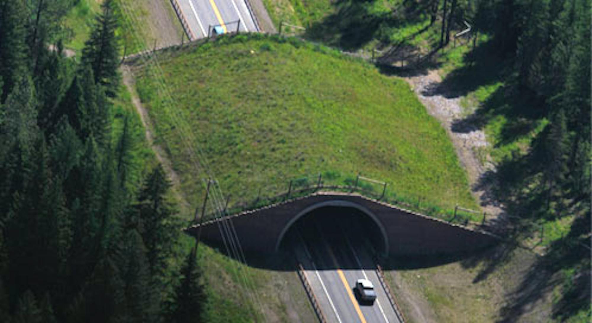 Wildlife overpass, © Kylie Paul