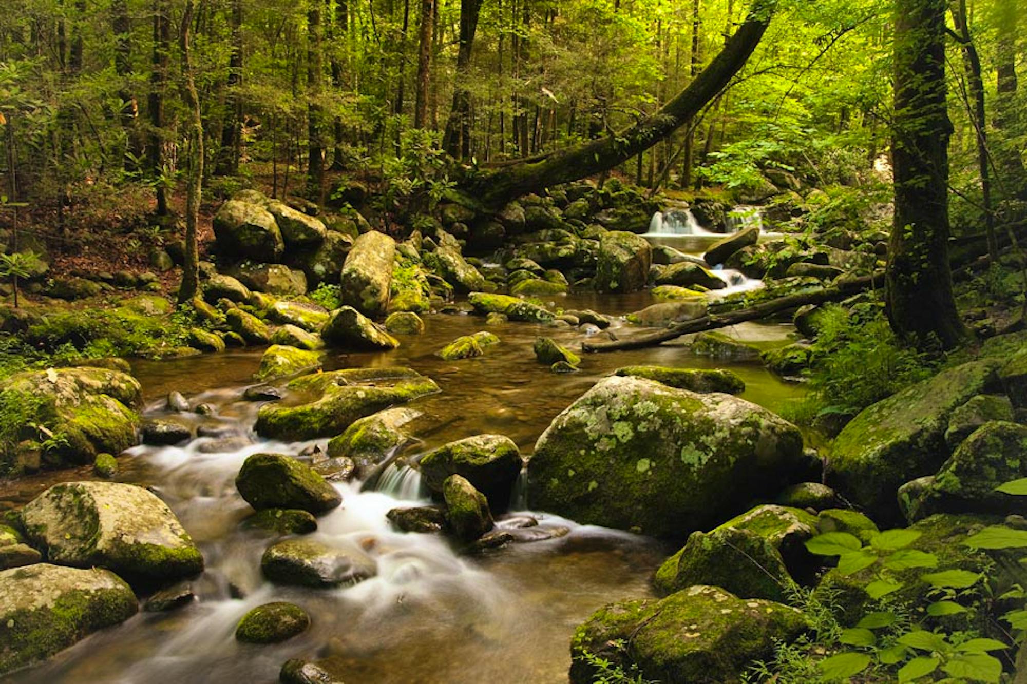 Forest Mountain Stream, © Warren Sander