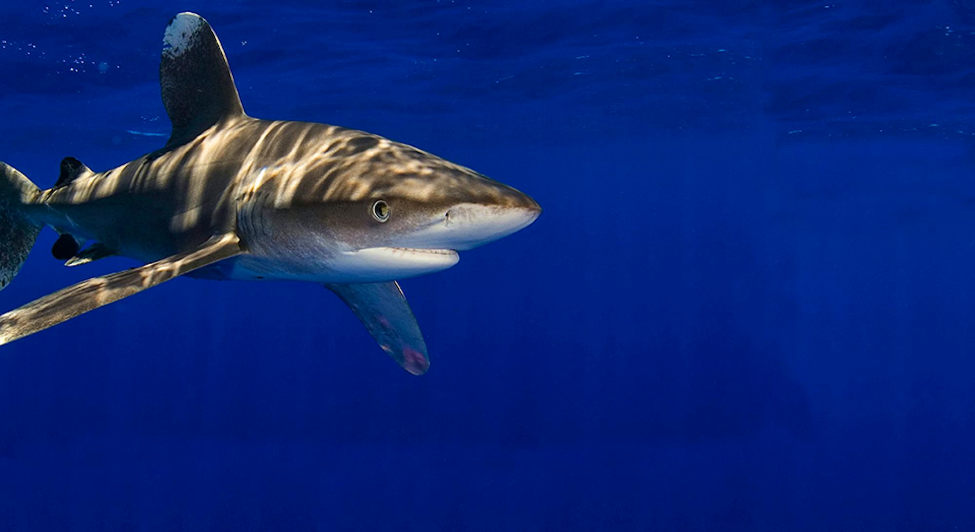 Whitetip Shark