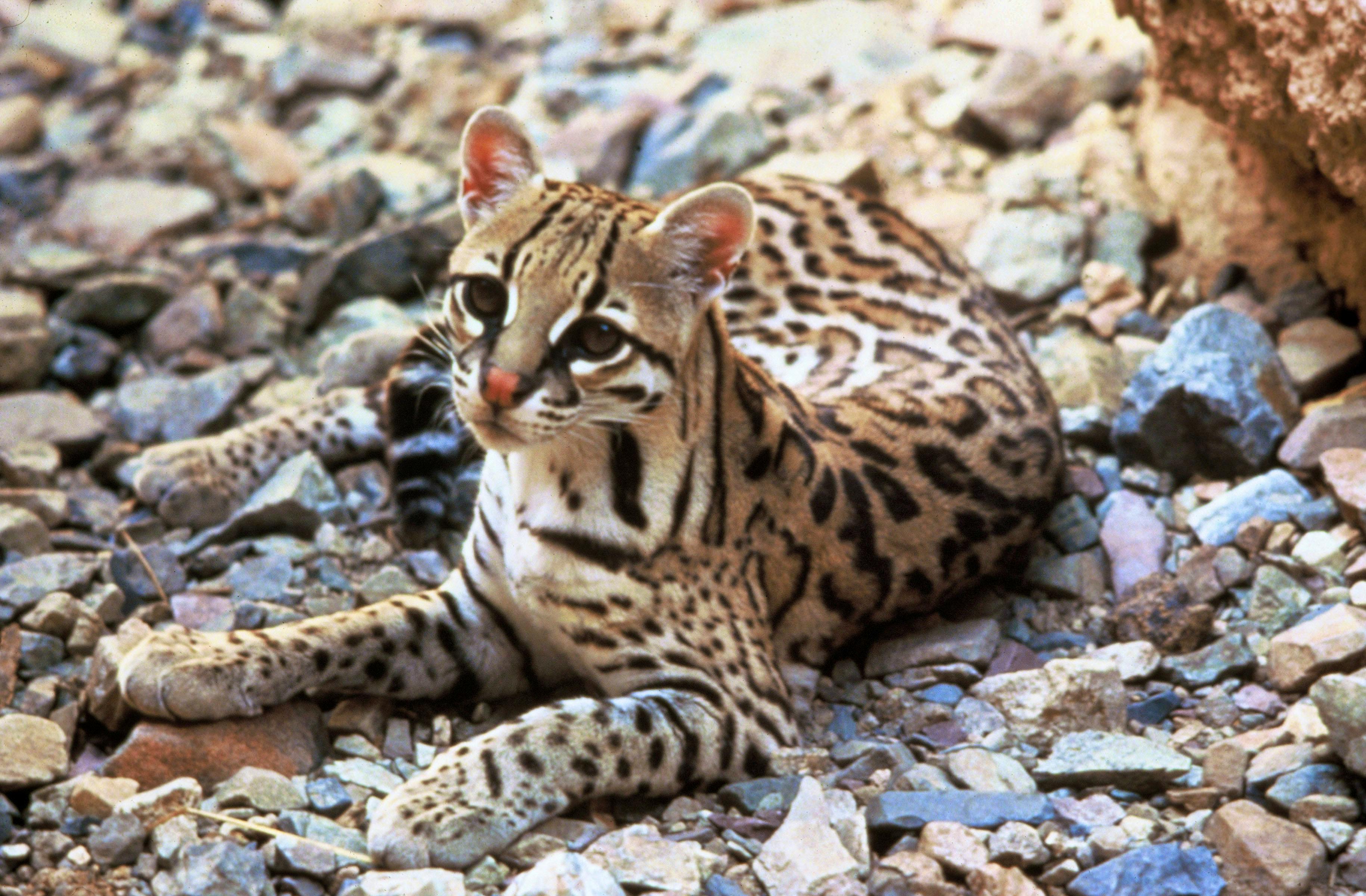 Ocelot Tom Smylie