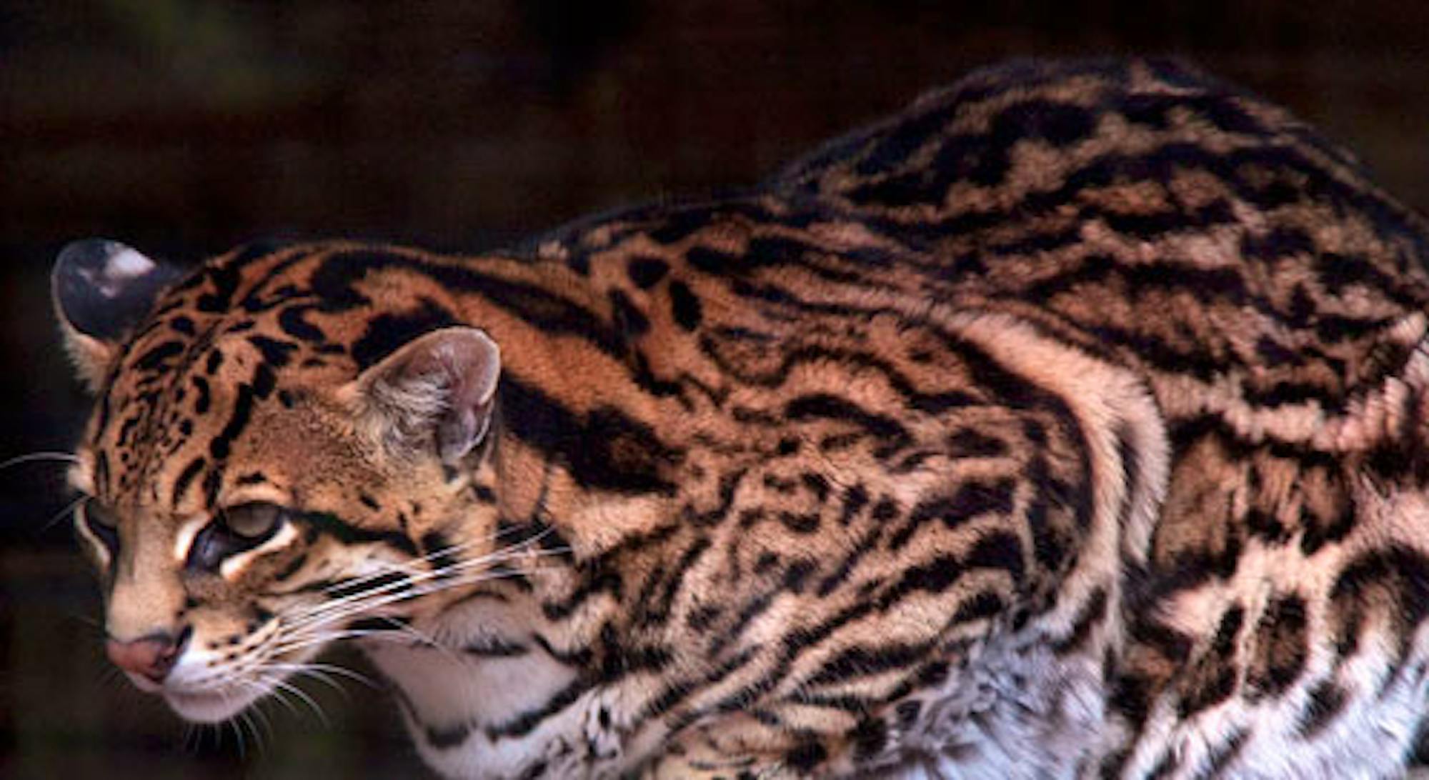 ocelot