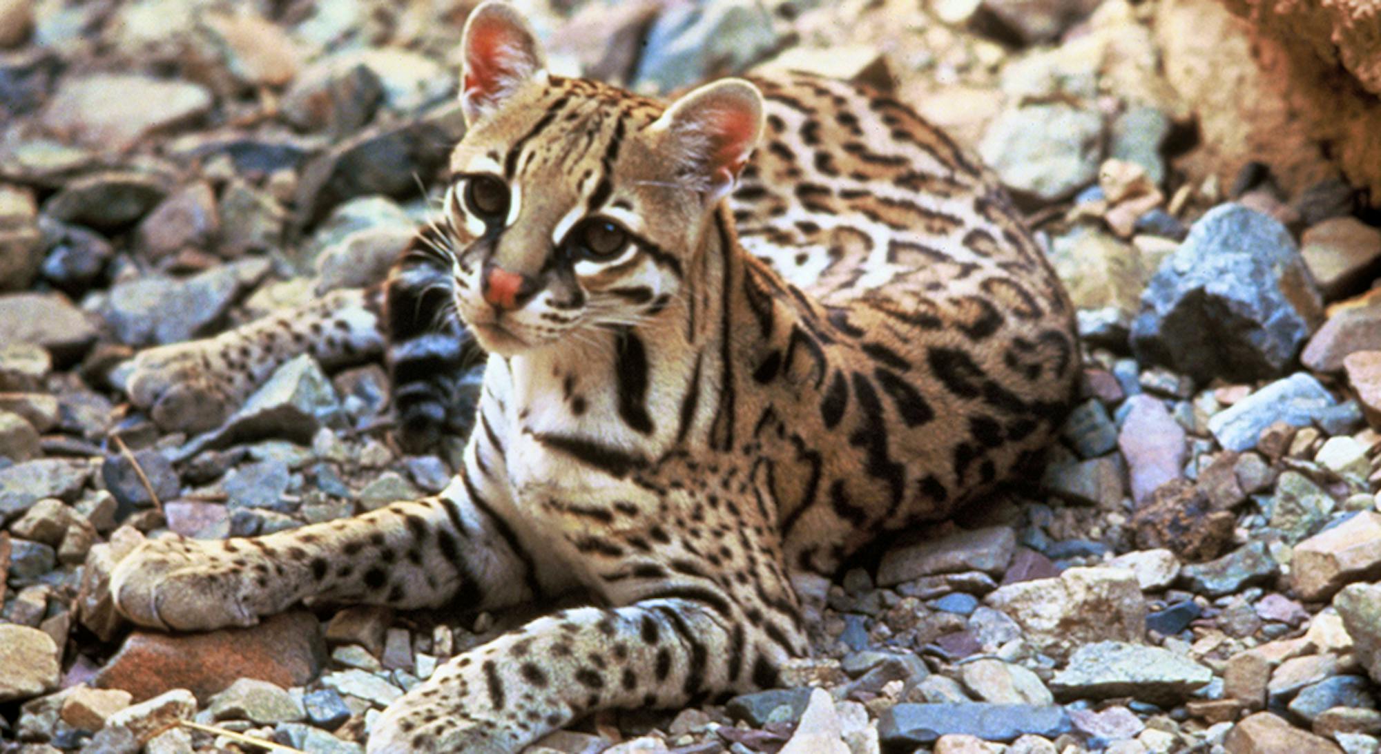 Ocelot, Tom Smylie, USFWS