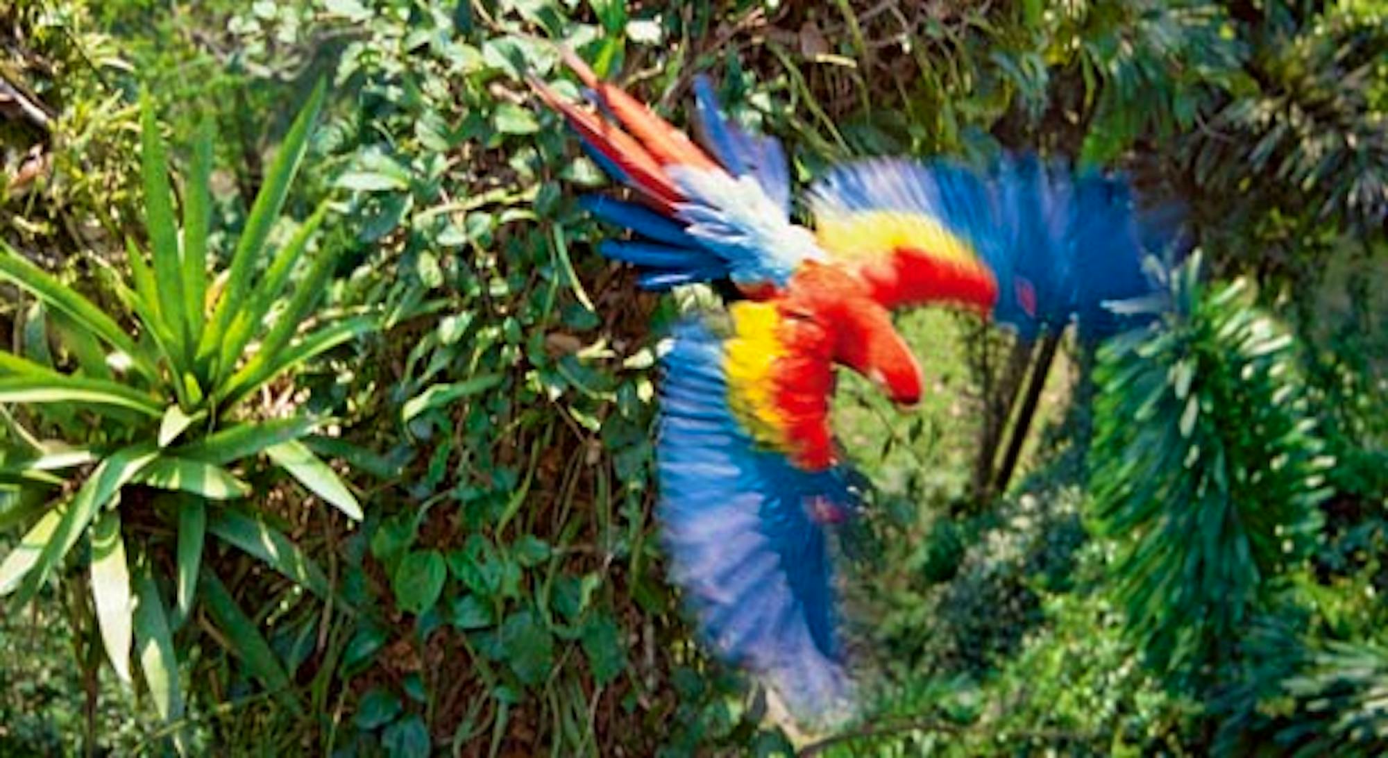 macaw