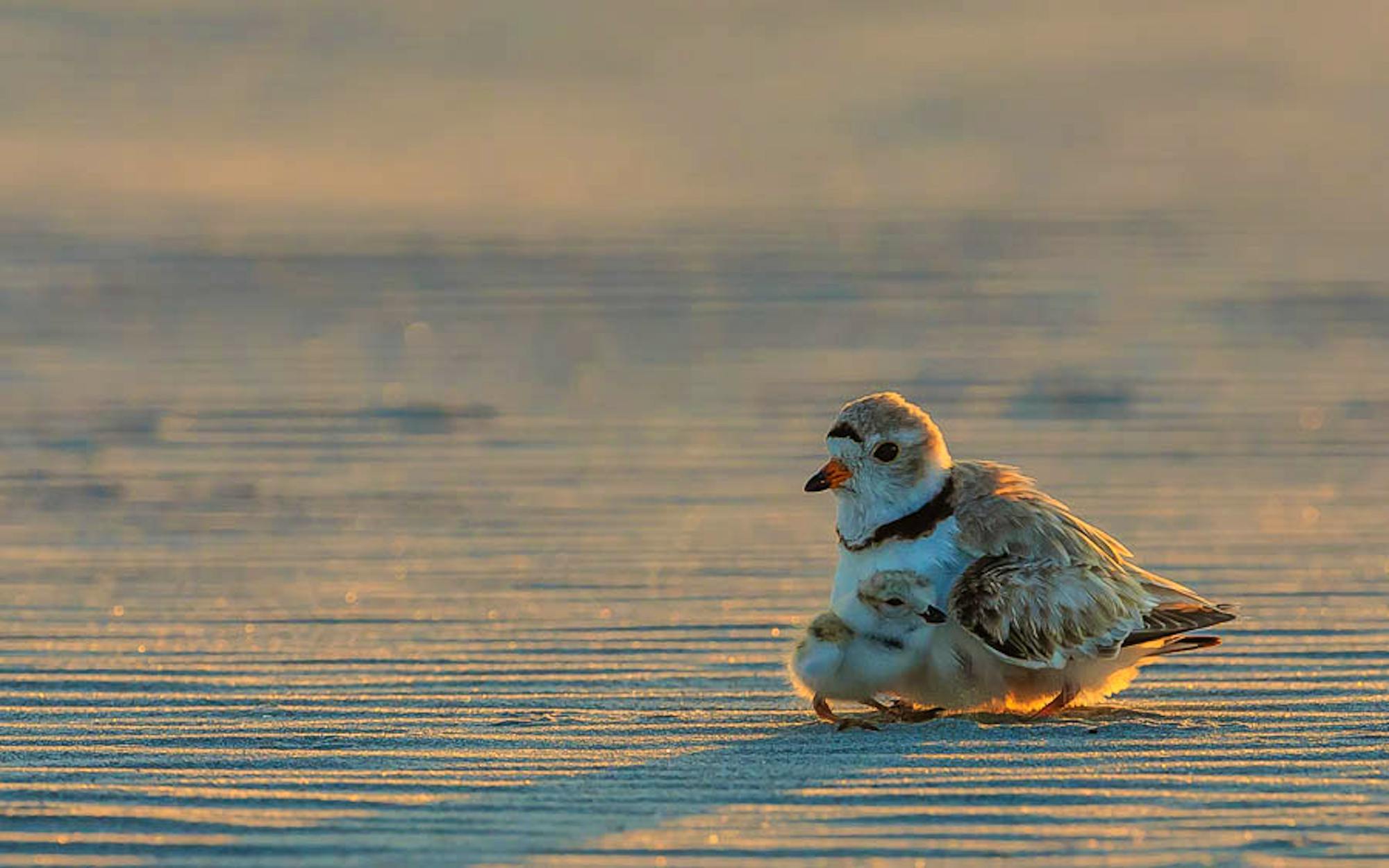 Piping plover