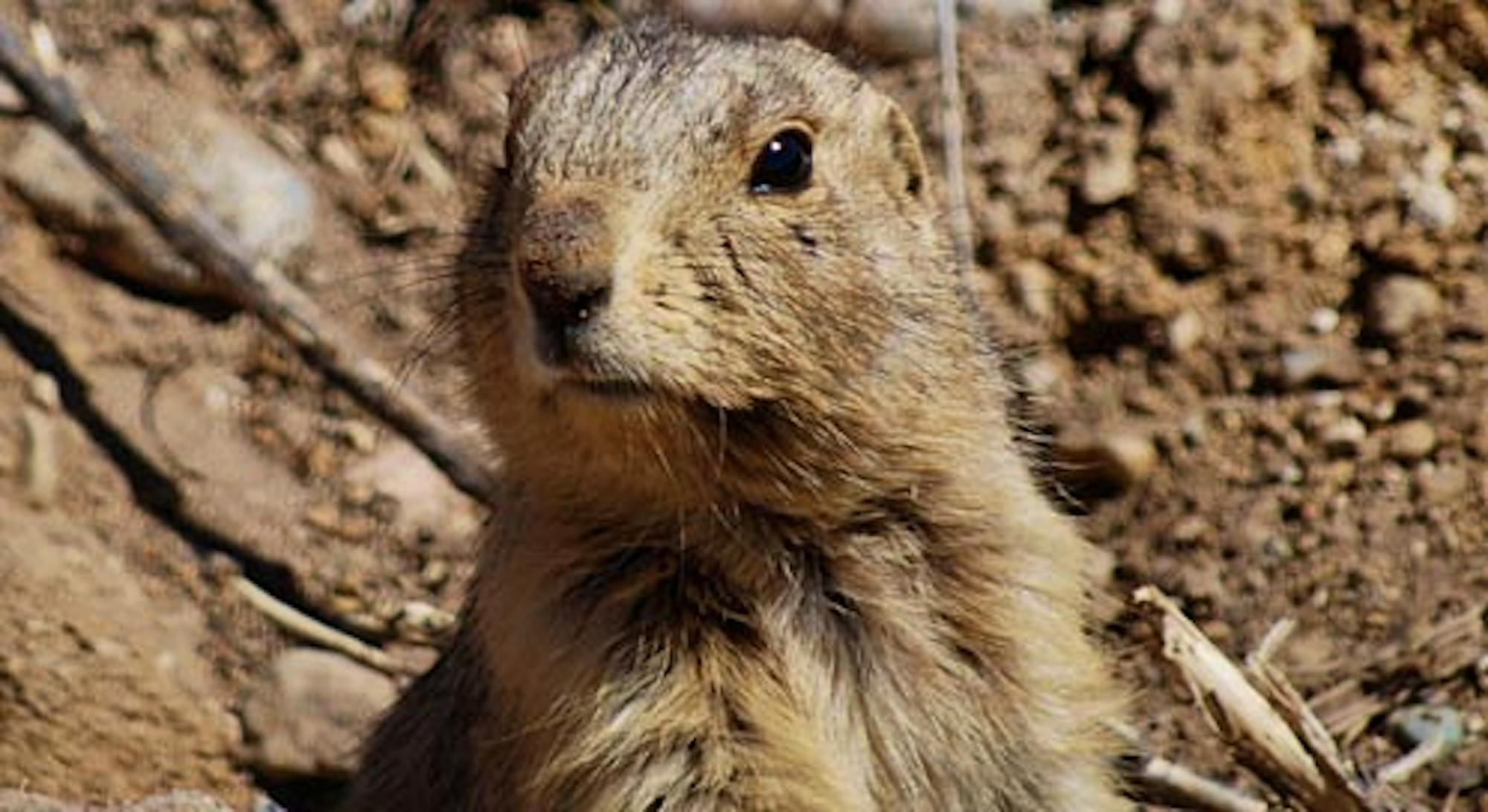 prairie dog