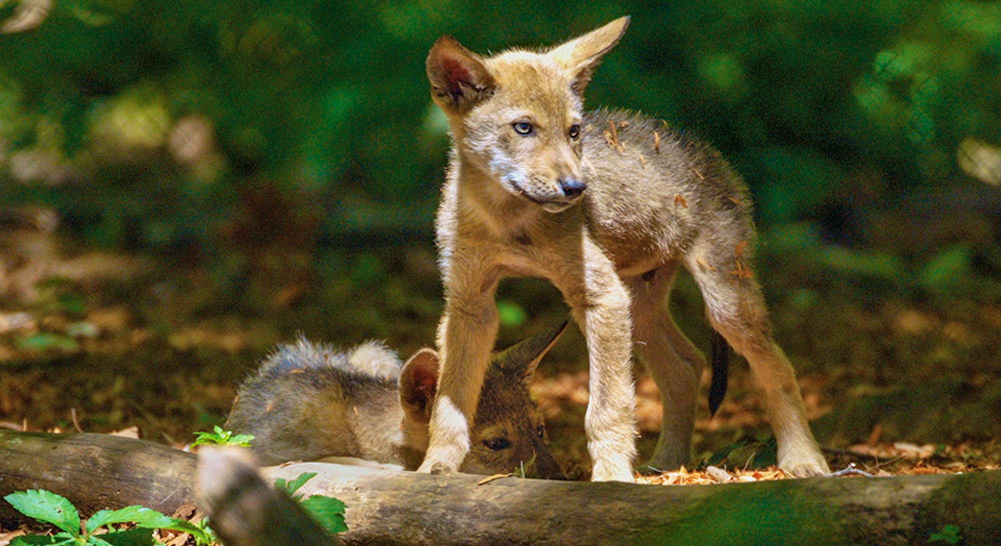 red wolf pup