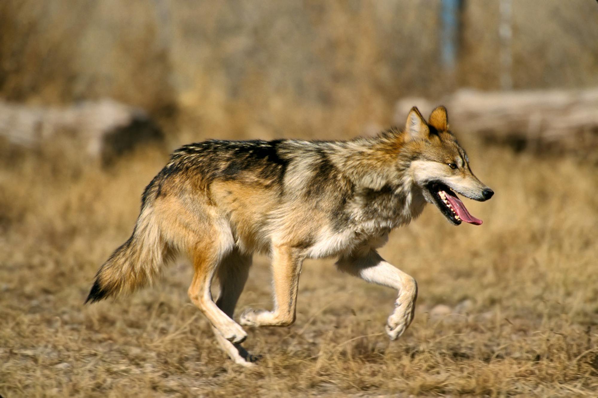 Mexican Gray Wolf