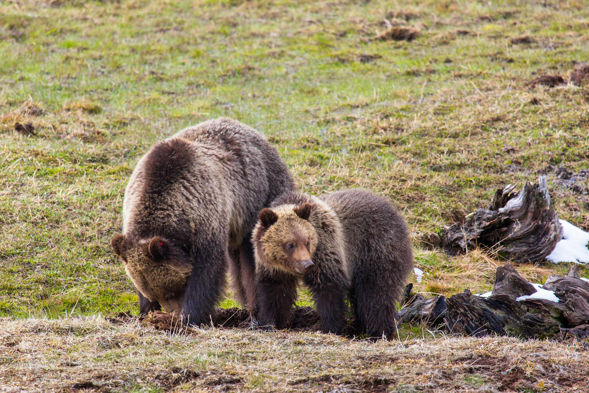 Grizzly Bear and Cub