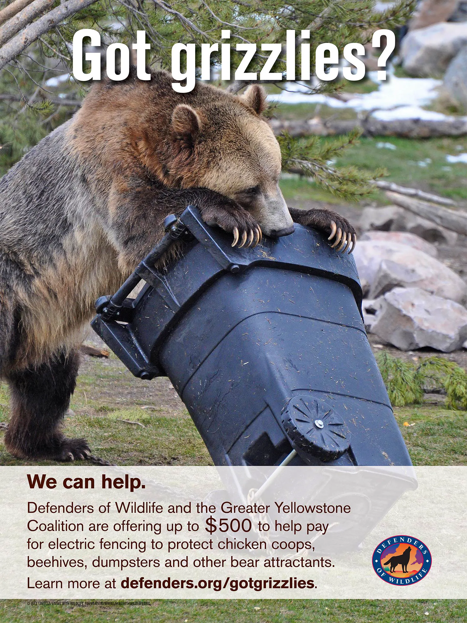 Protect Bears Bears in Your Backyard? Defenders of Wildlife Can Help! | Defenders of ...