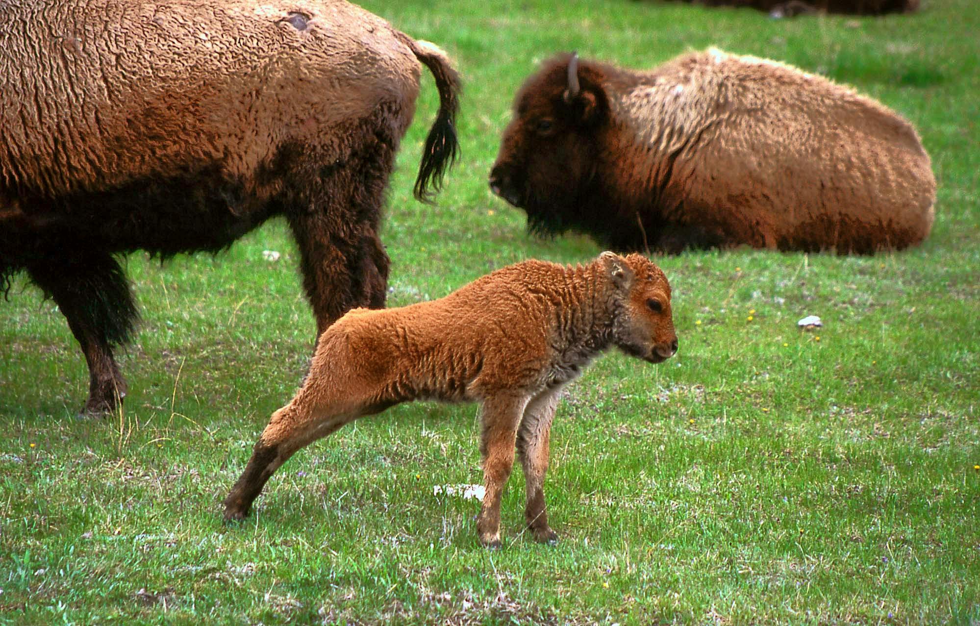 Bison calf