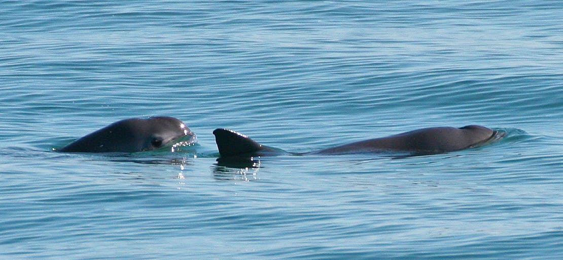 Pair of vaquitas