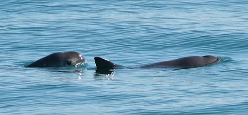 Pair of vaquitas