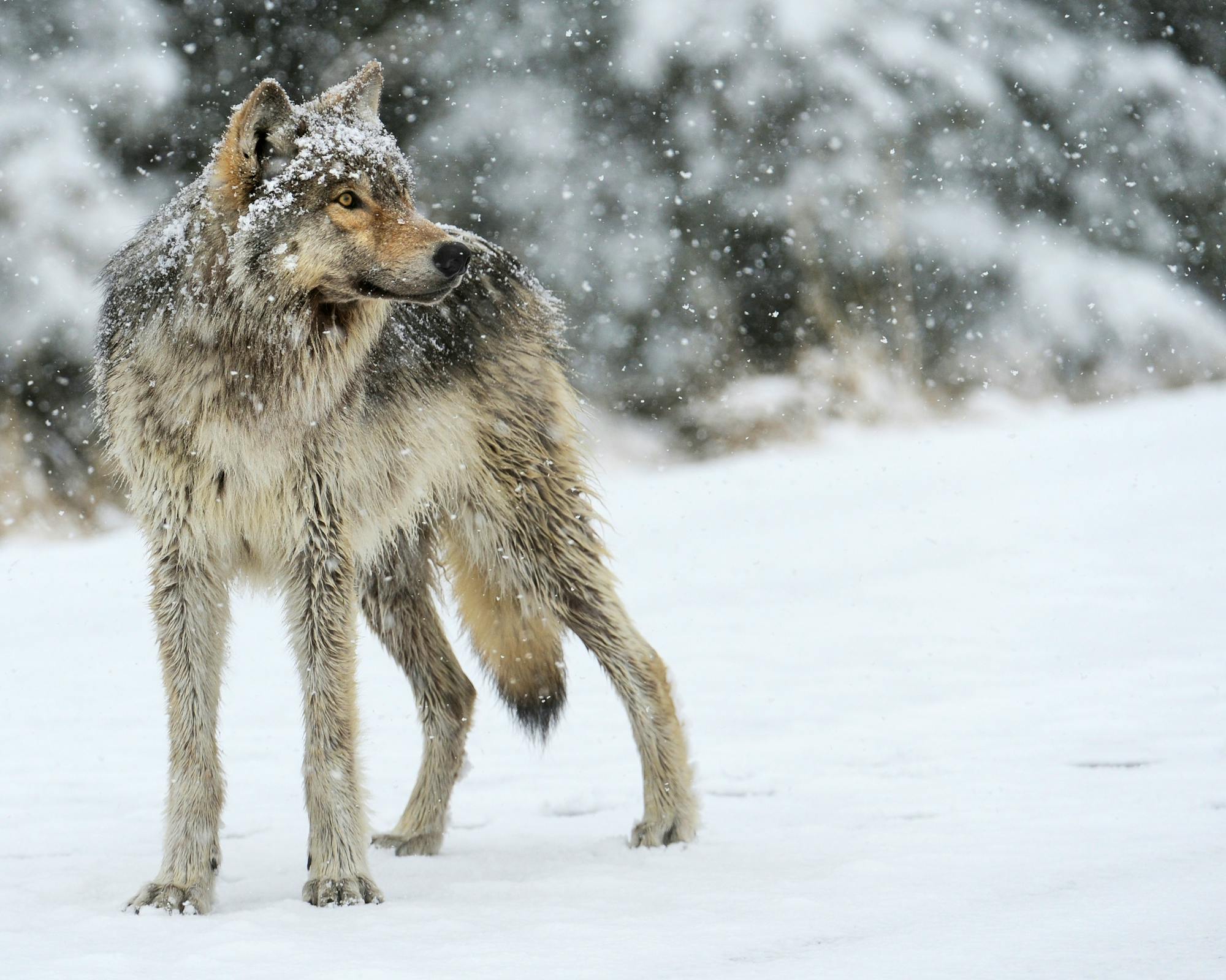 Wolf in Snow Shoshone National Forest