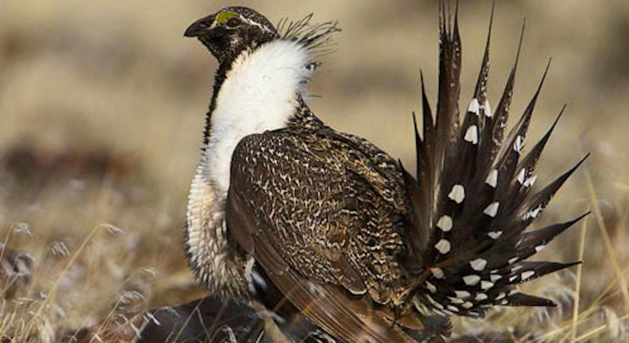 Sage-Grouse