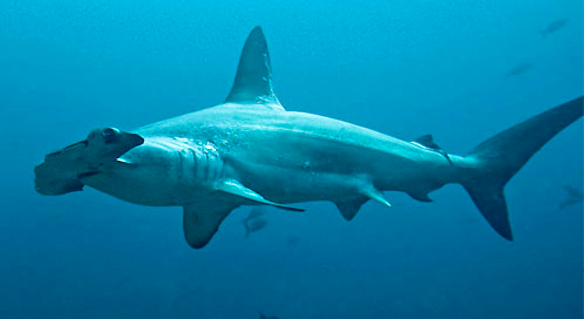 scalloped hammerhead, © Terry Goss 2008/Marine Photobank