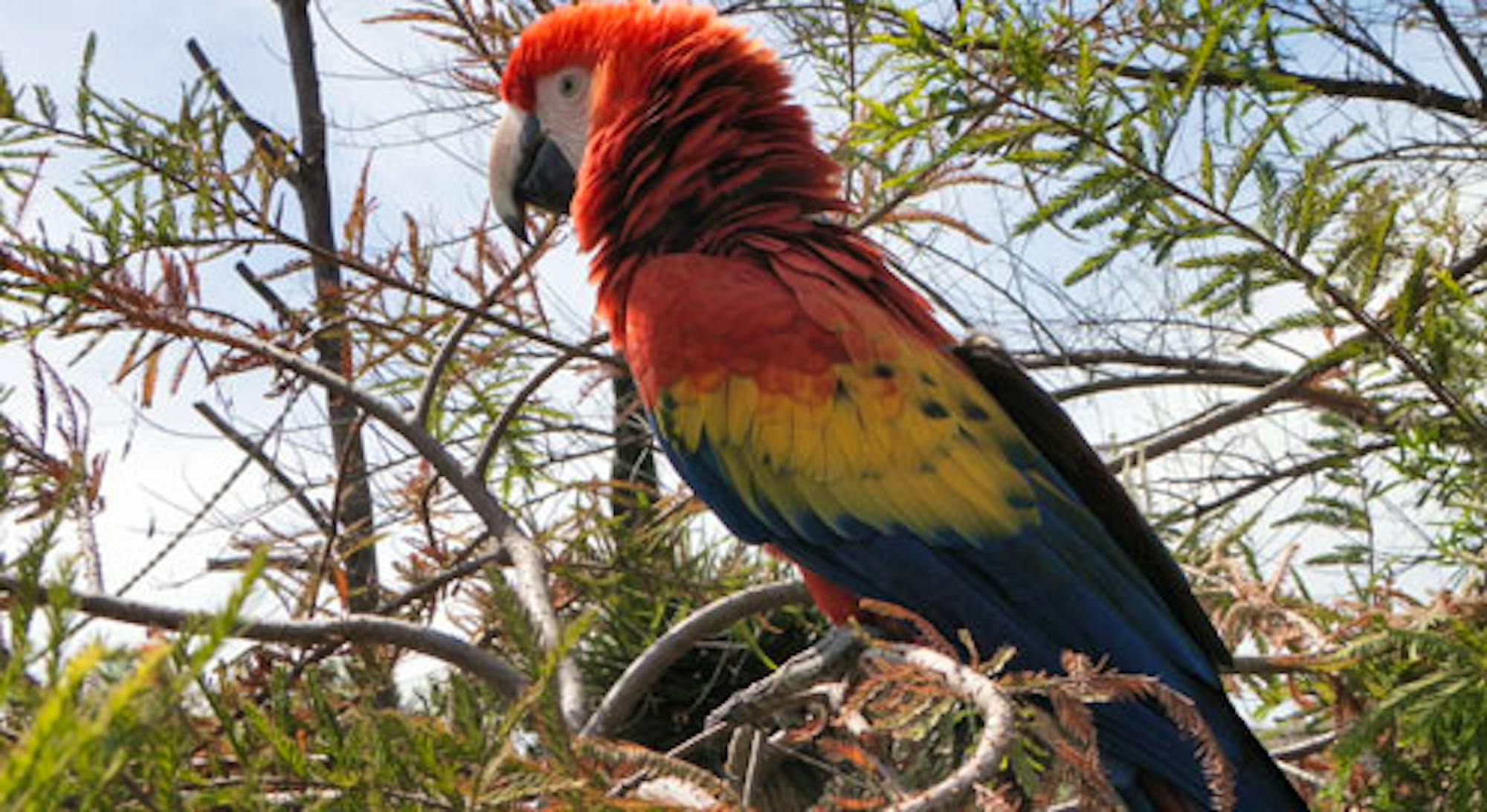 Scarlet macaw