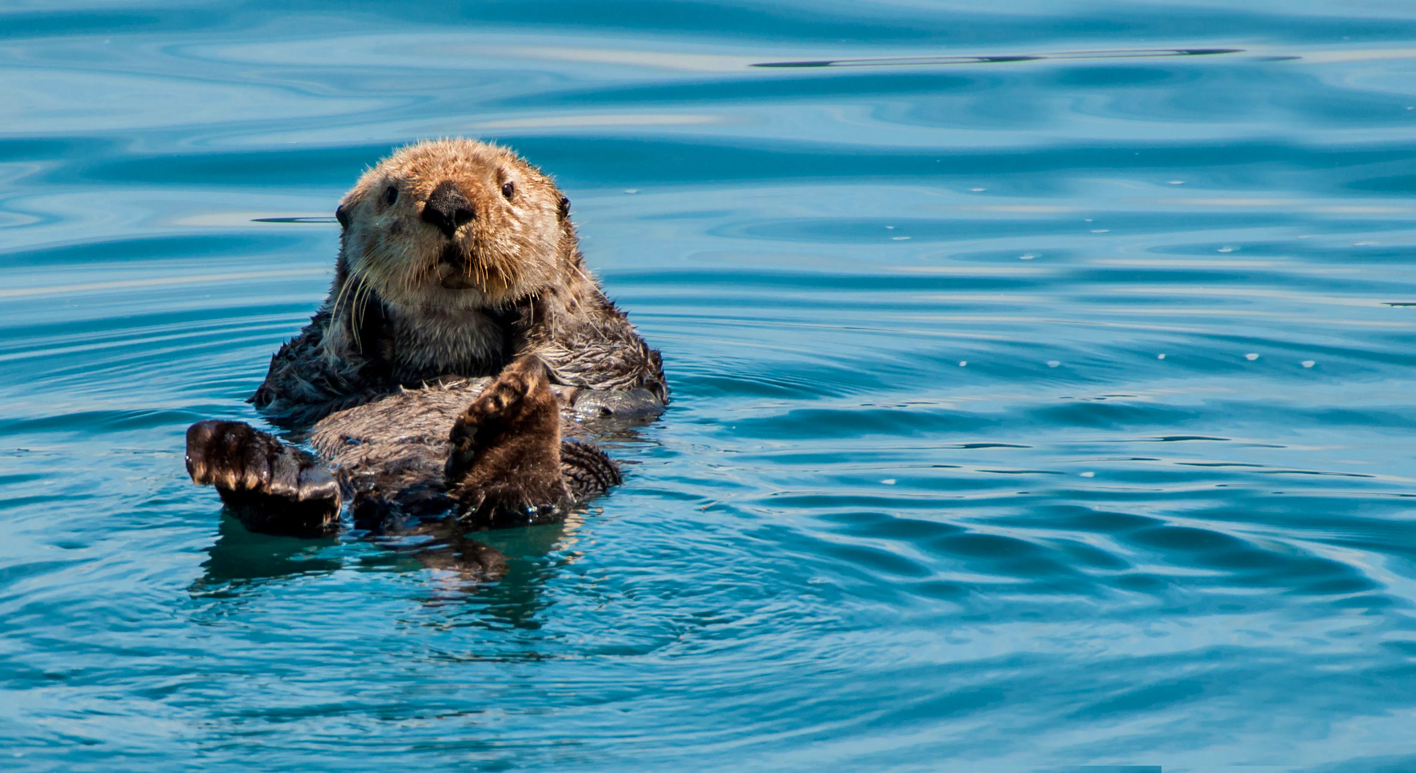 Sea Otter in the water