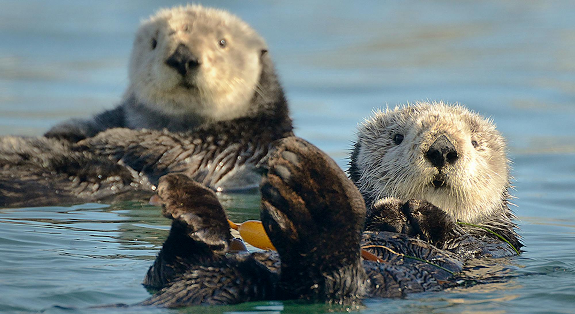 Sea Otter, Tony Trupp