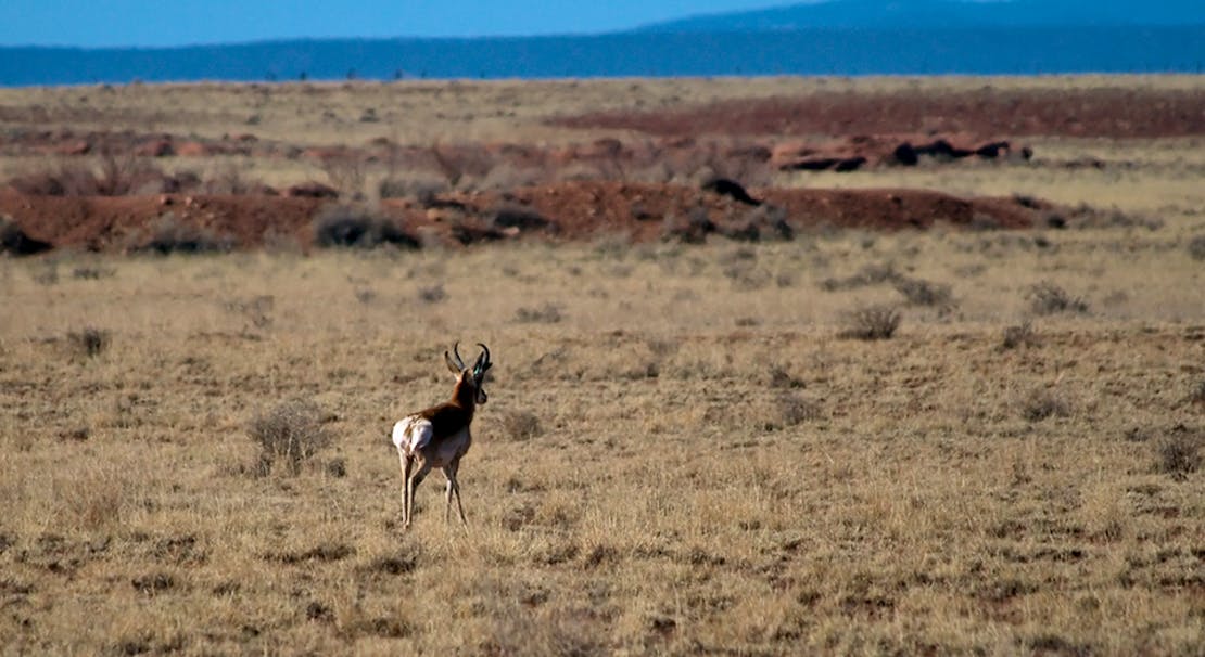 Sonoran Pronghorn Roaming Field