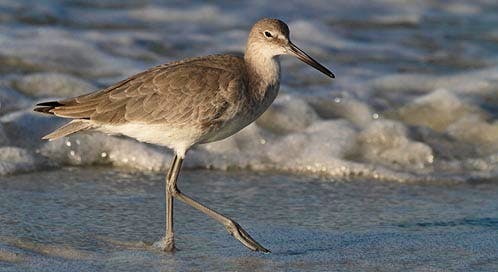 Willet, © Kathy Kunce