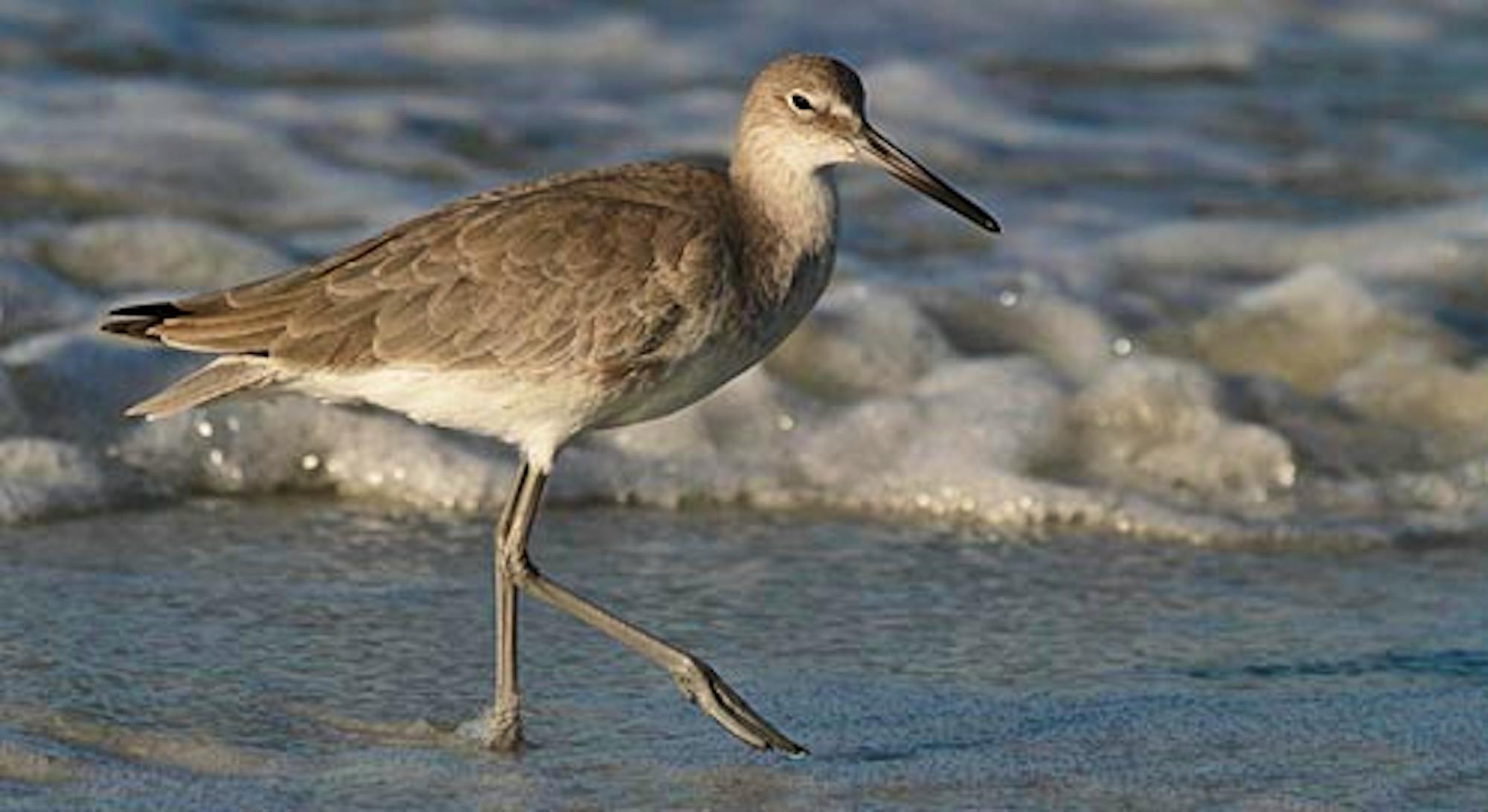 Willet, © Kathy Kunce