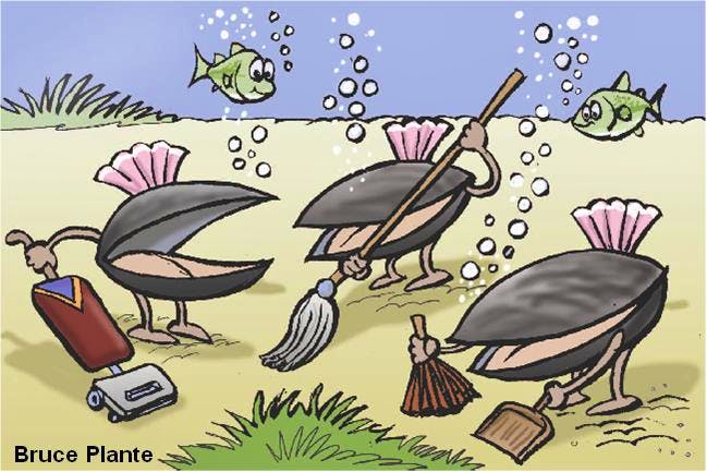 Mussel Atrophy | Defenders of Wildlife