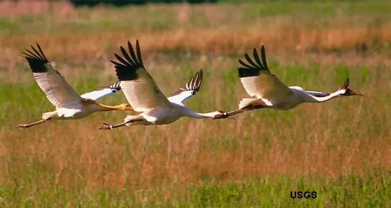 whooping-crane_USGS