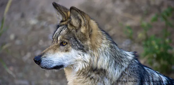 Mexican Gray Wolf
