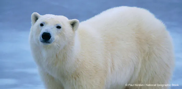 Polar Bear