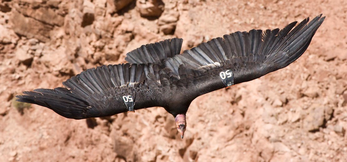 California Condor Marble Canyon