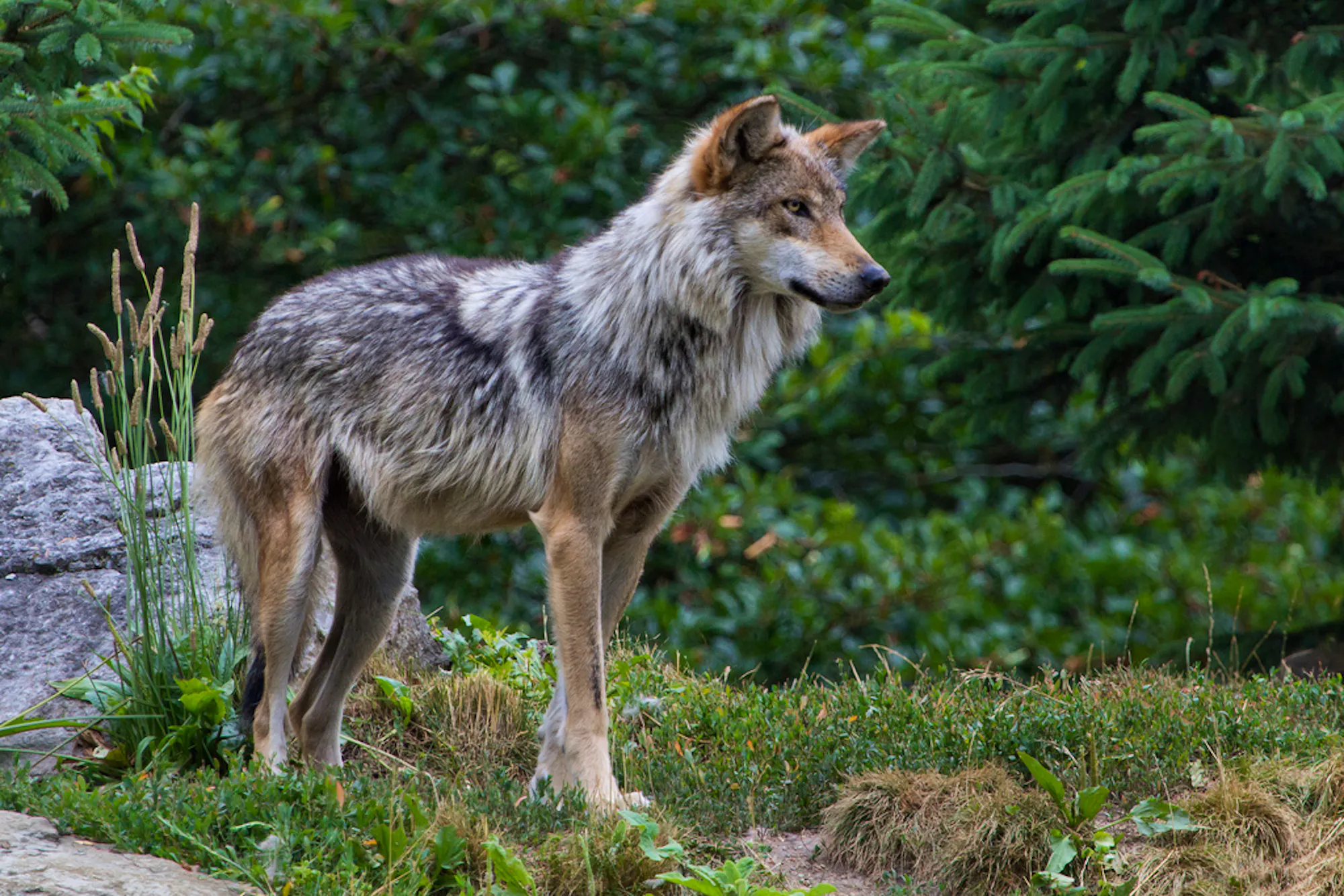FWS Orders Four Lobos Killed During Lobo Week | Defenders of Wildlife
