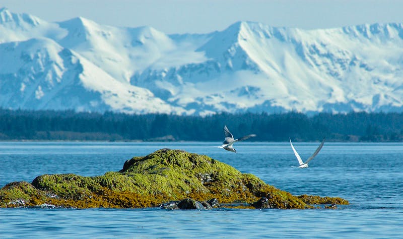 Chugach National Forest