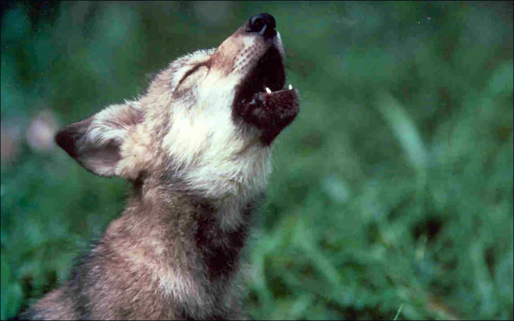 Howling Ra When Did We Stop Howling? | Defenders of Wildlife