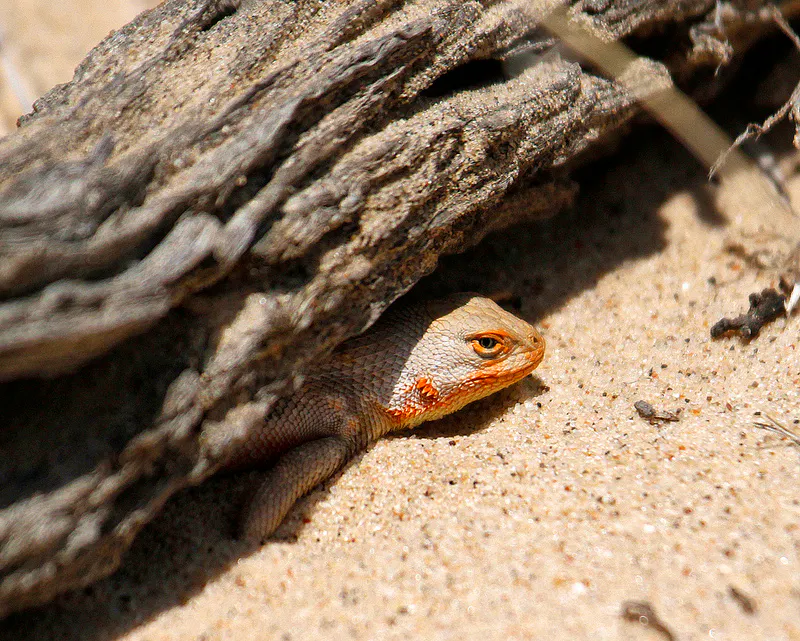 Neglect Lizard A Wink and a Nod Won’t Save a Declining Species | Defenders of Wildlife