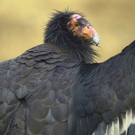 Condor with wings outstretched